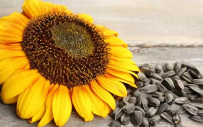 Ayçekirdeği: Lezzetin ve Enerjinin Anahtarı